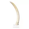 Elefantenstoßzahn, leicht orange gefärbt von - Moinat - Dekorationszubehör