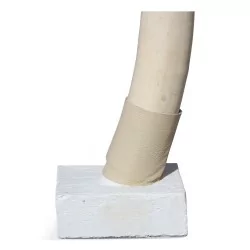 Elefantenstoßzahn, leicht orange gefärbt von