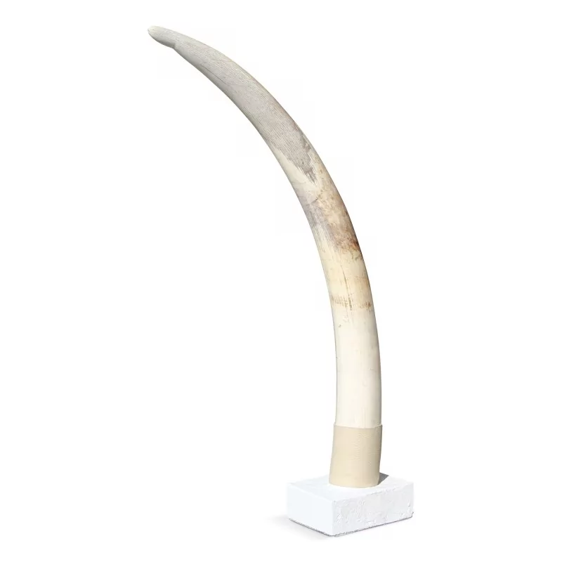 Elefantenstoßzahn, stellenweise gespalten, seitlich dunkel und - Moinat - Dekorationszubehör