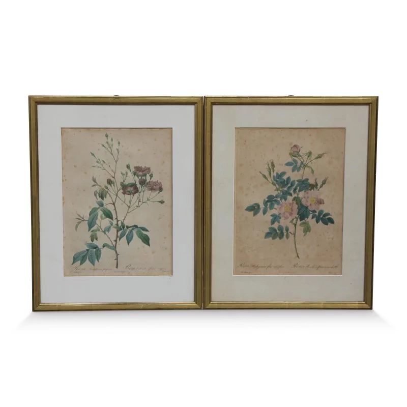 对皮埃尔-约瑟夫·雷杜德（1759-1840）的水彩版画《玫瑰》 - Moinat - 画 - 各种的