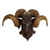 \"Ram s head\" in carved wood and Brienz horns. - Moinat - Decorating accessories