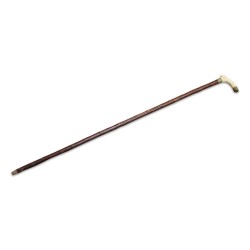 Canne bois épineux avec crosse en ivoire et bague laiton.