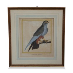 Une série de gravure "oiseau coloré" fond blanc