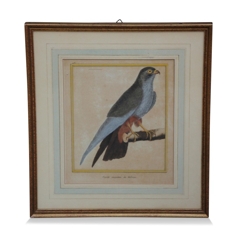 A series of engravings "colorful bird" white background - Moinat - Painting - Still-life