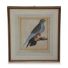 A series of engravings "colorful bird" white background - Moinat - Painting - Still-life