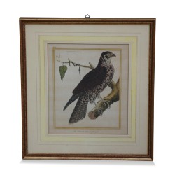 A series of engravings "colorful bird" white background