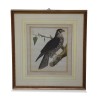 A series of engravings "colorful bird" white background - Moinat - Painting - Still-life