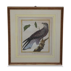 A series of engravings "colorful bird" white background