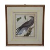 A series of engravings "colorful bird" white background - Moinat - Painting - Still-life