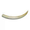 Elephant tusk, lightly colored orange by - Moinat - Decorating accessories