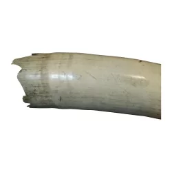 Elephant tusk, split in places, dark on the side and