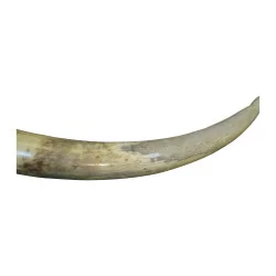 Elephant tusk, split in places, dark on the side and
