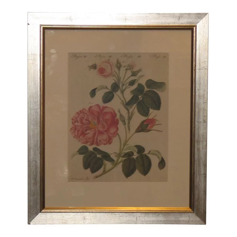 “Roses” color engraving. - Moinat - Prints, Reproductions
