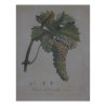 Paire de gravures sous verre "Raisin". - Moinat - Gravures