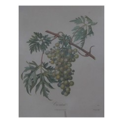 Paire de gravures sous verre "Raisin".