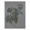 Paire de gravures sous verre "Raisin". - Moinat - Gravures
