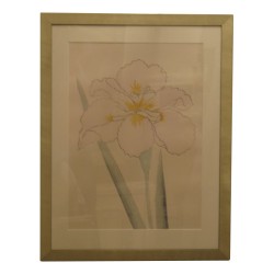 Gravure Couleurs "Iris Japonais".