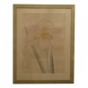 Color Engraving \"Japanese Iris\". - Moinat - Prints, Reproductions