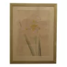 Farbgravur „Japanische Iris“. - Moinat - Gravüren
