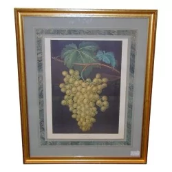 表“水果”，彩色英文版画