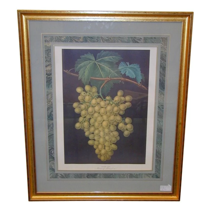 表“水果”，彩色英文版画 - Moinat - 画 - 静物