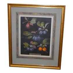 表“水果”，彩色英文版画。