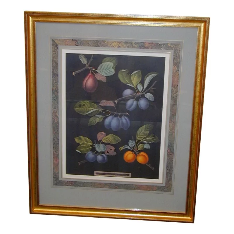 表“水果”，彩色英文版画。 - Moinat - 画 - 静物