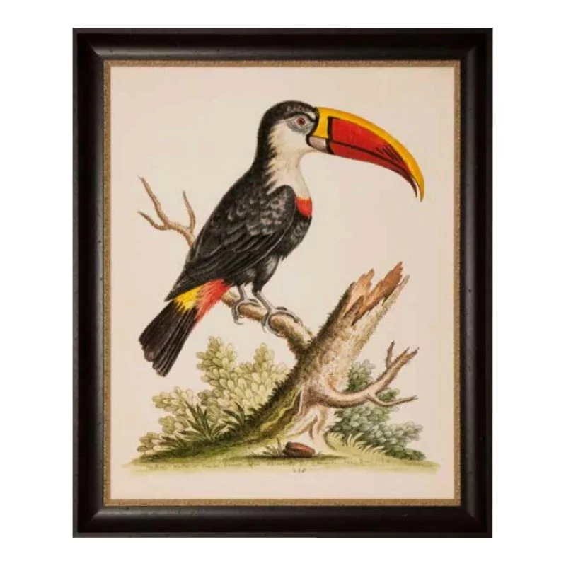 幅带框玻璃下的“巨嘴鸟”装饰画。 - Moinat - 画 - 各种的