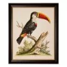幅带框玻璃下的“巨嘴鸟”装饰画。 - Moinat - 画 - 各种的