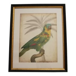 套 4 幅玻璃装饰画“鹦鹉”，带有……