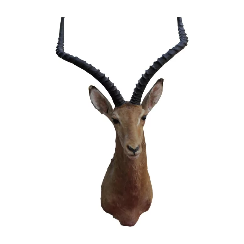 Hunting trophy, an impala head (part of the impala family - Moinat - Decorating accessories