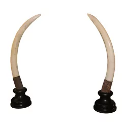 Pair of elephant tusks on a black lacquered wooden base, …