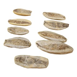 Un Lot de 9 poissons fossilisés (CHF290.-/pce).