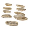 Un Lot de 9 poissons fossilisés (CHF290.-/pce). - Moinat - Accessoires de décoration