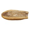 Un Lot de 9 poissons fossilisés (CHF290.-/pce). - Moinat - Accessoires de décoration