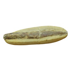 大量 9 条鱼化石（290 瑞士法郎/条）。