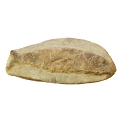 大量 9 条鱼化石（290 瑞士法郎/条）。