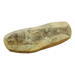 Un Lot de 9 poissons fossilisés (CHF290.-/pce).