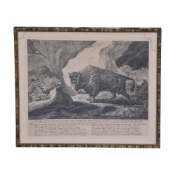 Gravure de chasse représentant 1 bison.