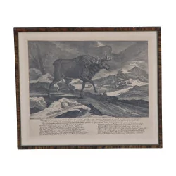 охотничья гравюра с изображением 1 лося.