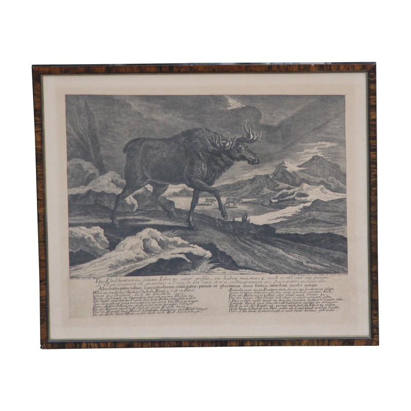 Hunting engraving representing 1 moose. - Moinat - Prints, Reproductions Hunting engraving representing 1 moose. - Moinat - Prints, Reproductions