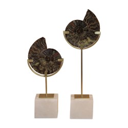 Paire d’ammonites