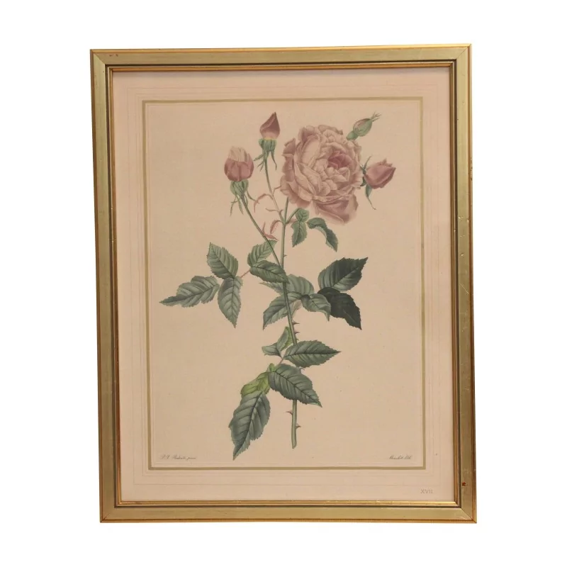 Gravure de Rose - Moinat - Gravures Gravure de Rose - Moinat - Gravures