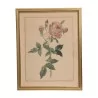 Gravure de Rose - Moinat - Gravures