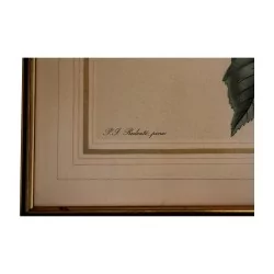 Gravure de Rose