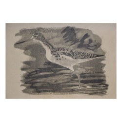 Druckwerk von Robert HAINARD