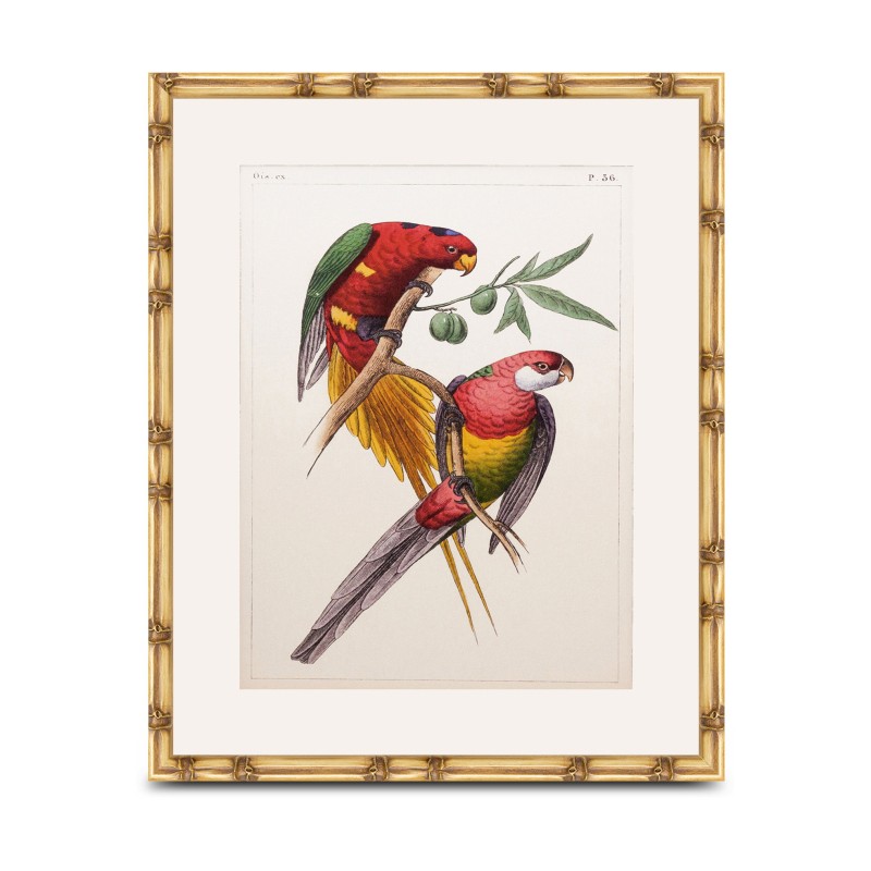 Un tableau "Perroquet" sous verre avec cadre bois - Moinat - Tableaux - Divers Un tableau "Perroquet" sous verre avec cadre bois - Moinat - Tableaux - Divers