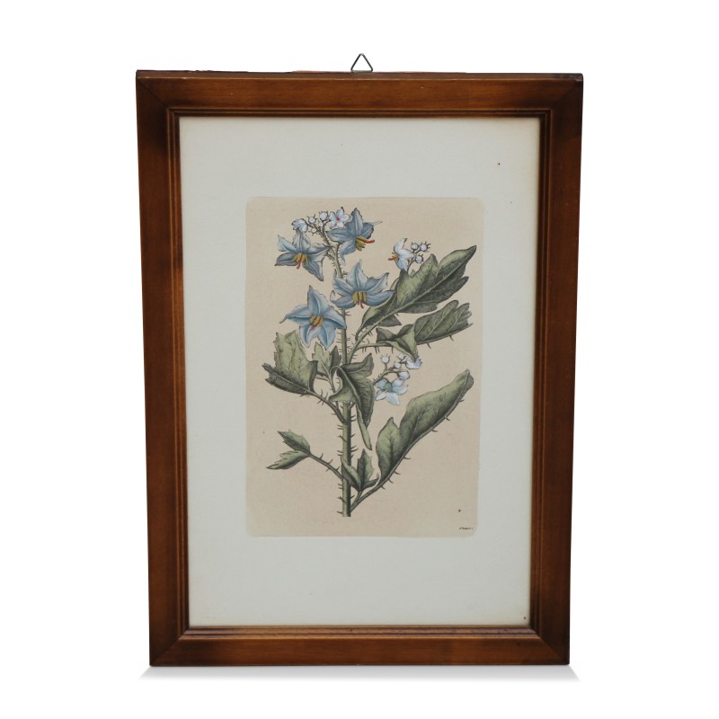 A series of \"medicinal flower\" engravings - Moinat - Painting - Still-life A series of \"medicinal flower\" engravings - Moinat - Painting - Still-life