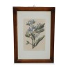 A series of \"medicinal flower\" engravings - Moinat - Painting - Still-life