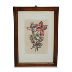 A series of \"medicinal flower\" engravings